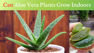 Read more about the article Can Aloe Vera Plants Grow Indoors In 2026 – Easy Tips for Healthy Indoor Aloe