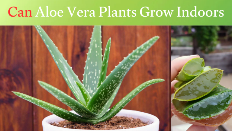 Can Aloe Vera Plants Grow Indoors
