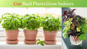 Read more about the article Can Basil Plants Grow Indoors in 2026? Beginner-Friendly Tips for Growing Basil Successfully