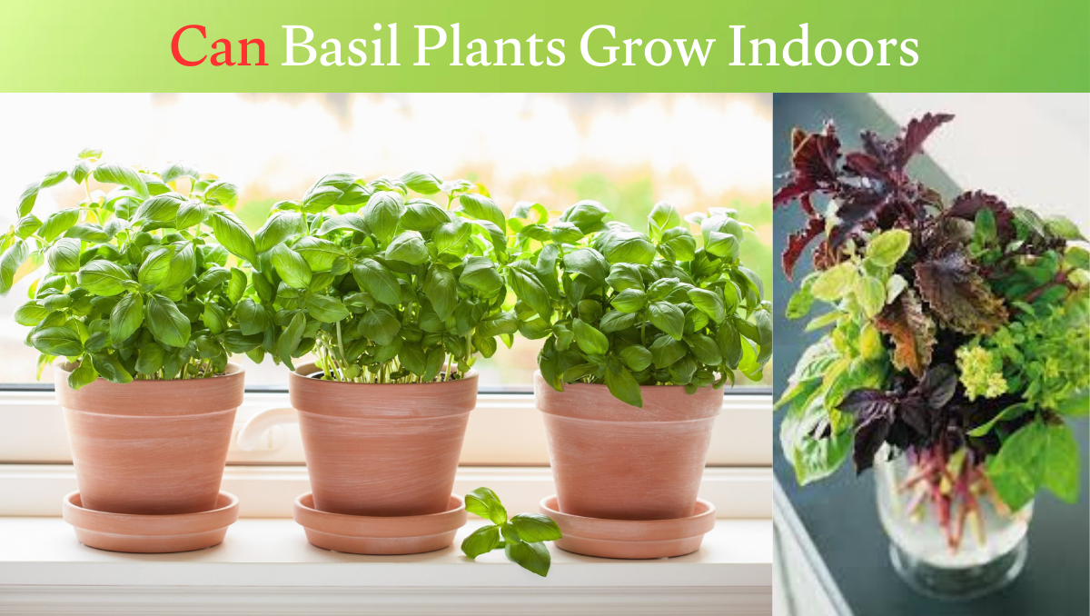 Can Basil PLants Grow Indoors