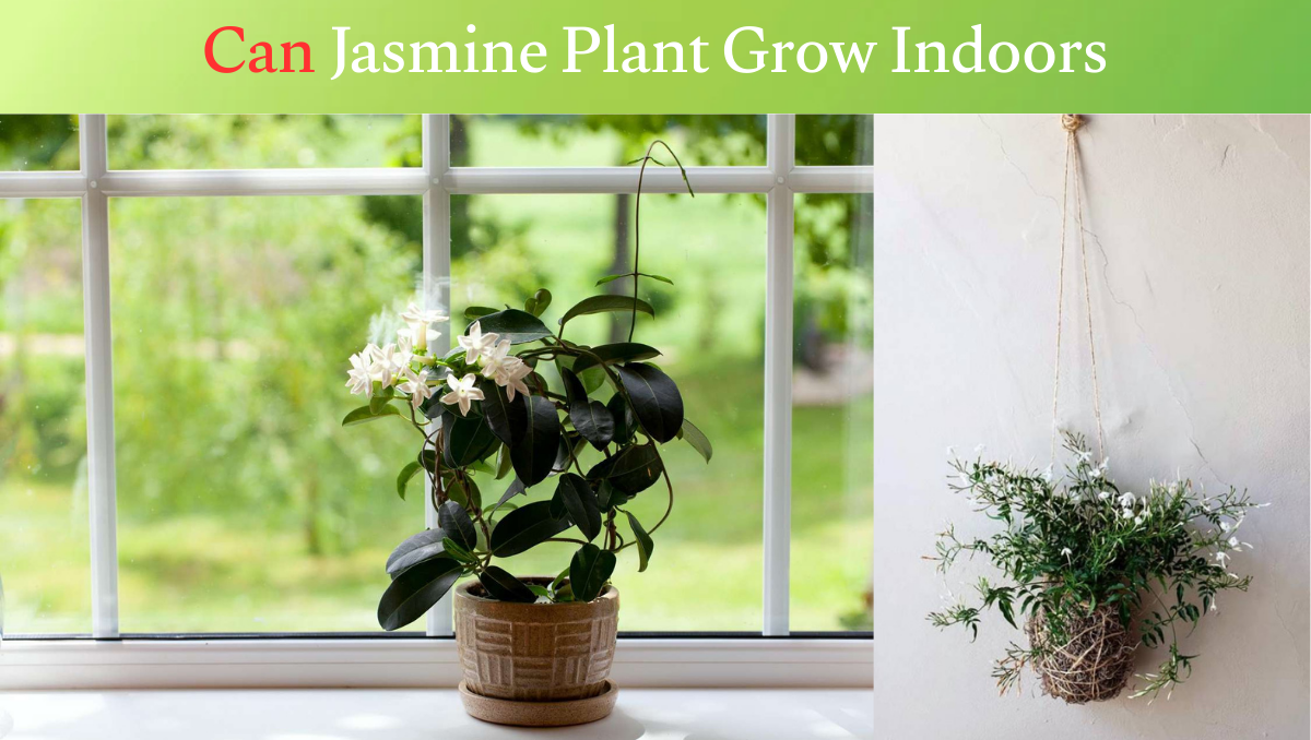 can jasmine plant grow indoors
