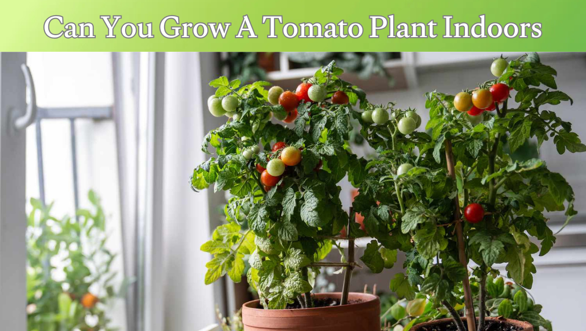 can you grow a tomato plant indoors
