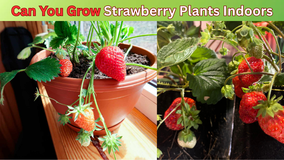 can you grow strawberry plants indoors