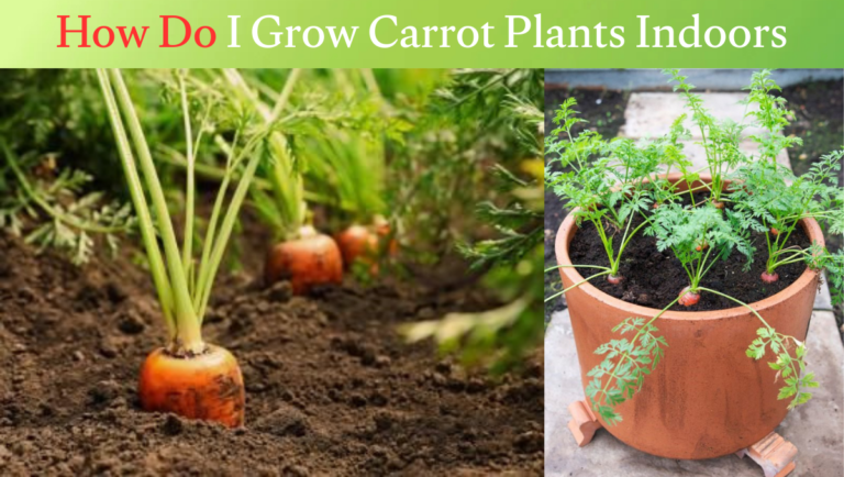 How Do I Grow Carrot Plants Indoors