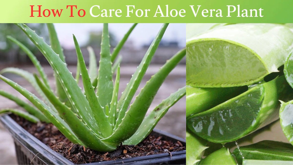 How To Care For Aloe Vera Plant