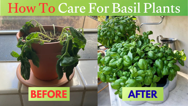 How To Care For Basil Plant