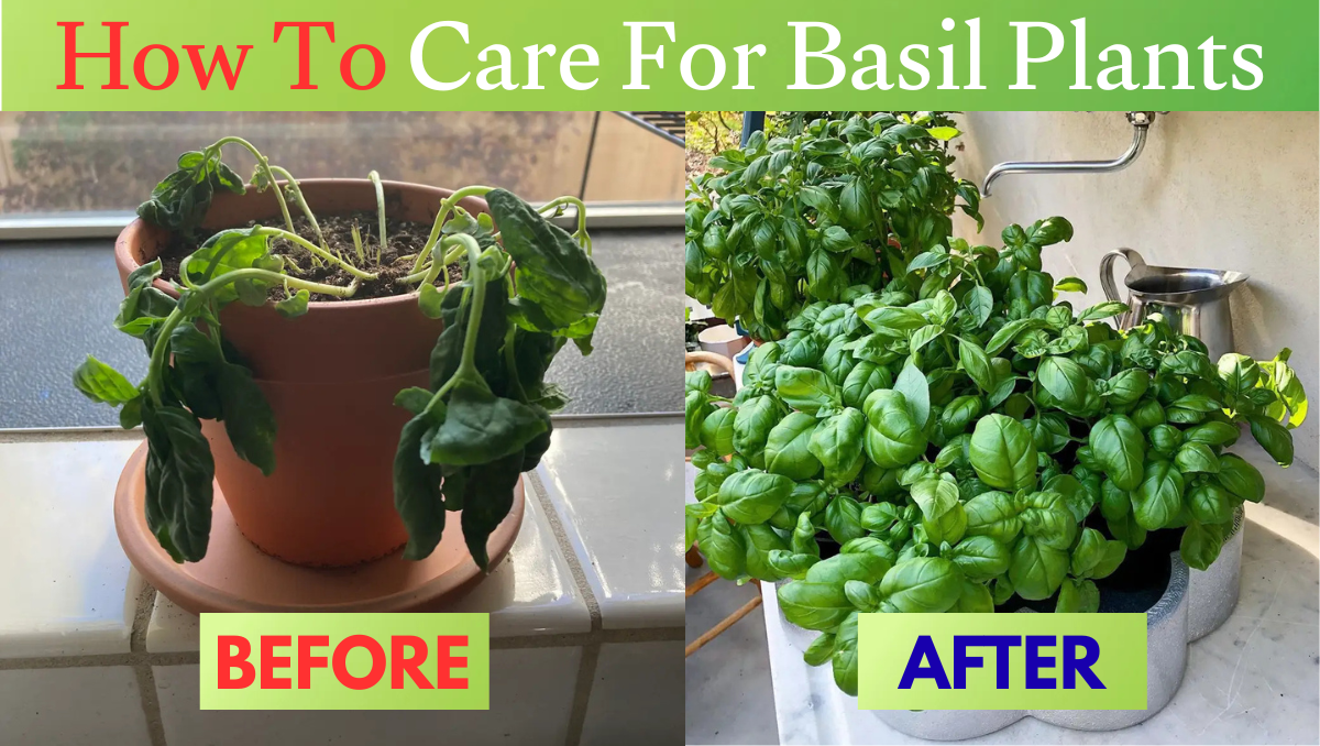 How To Care For Basil Plant