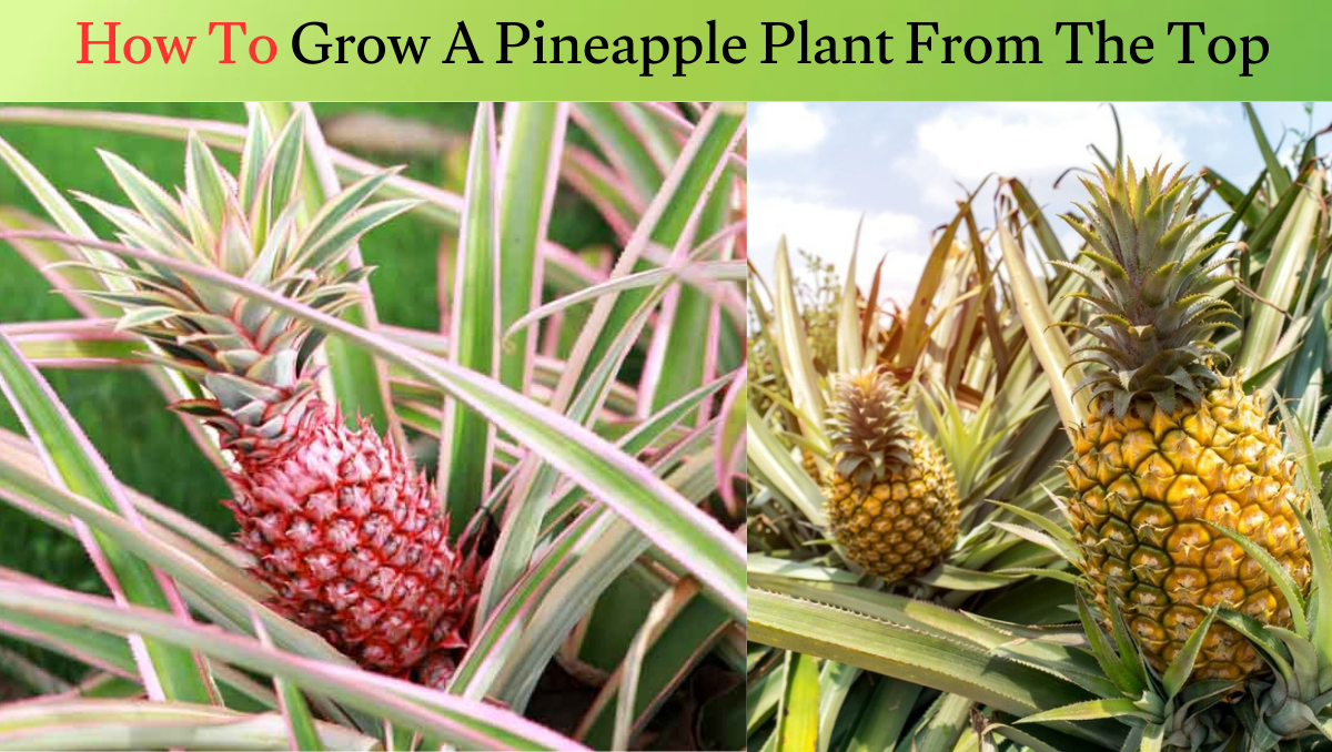 How To Grow A Pineapple Plant From The Top