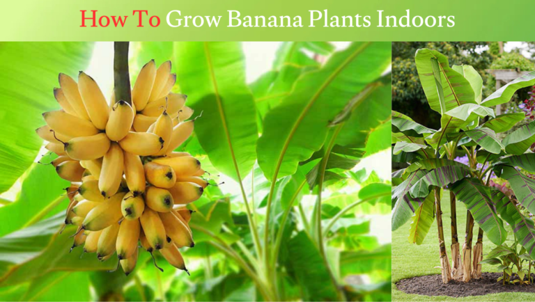 How To Grow Banana Plants Indoors