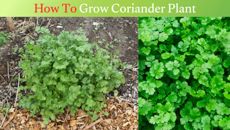 How To Grow Coriander Plant