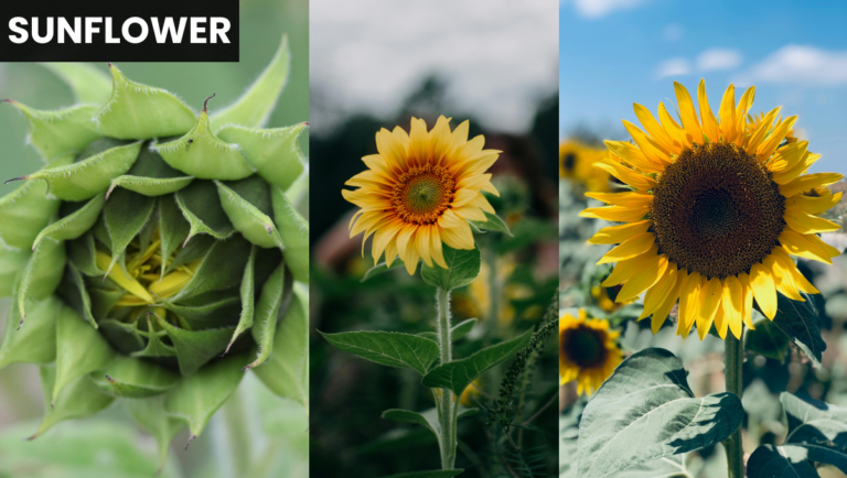 How To Grow the Sunflower Plants