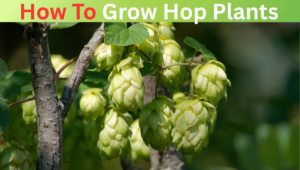 Read more about the article How To Grow Hop Plants – Why Hop Plant Can’t Grow!