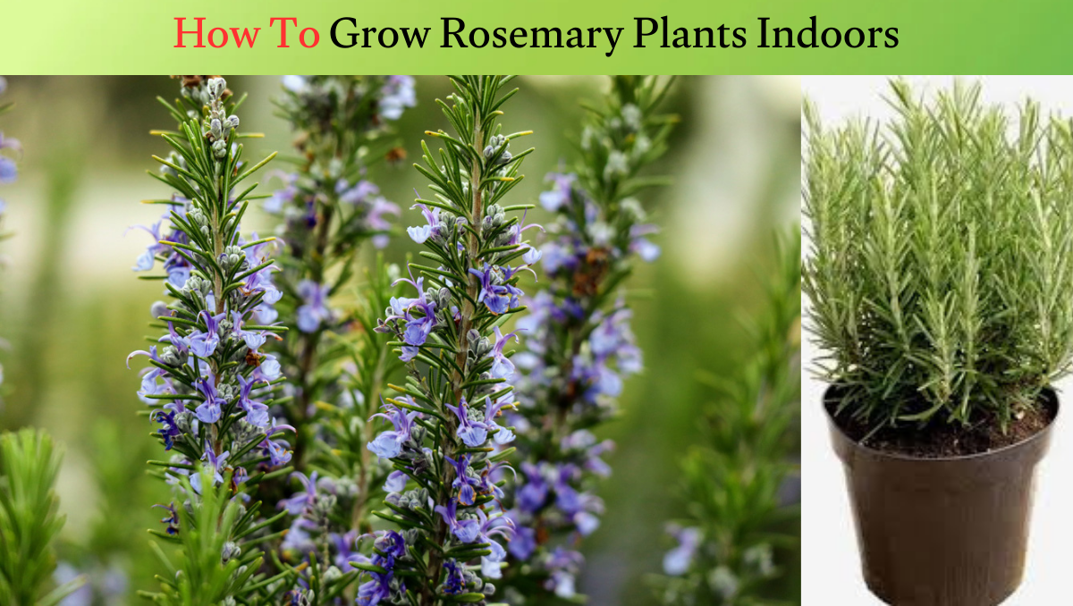 How To Grow RoseMary Plants Indoors