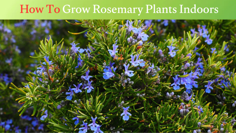 How To Grow Rosemary Plants Indoors