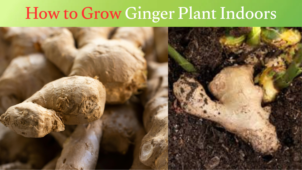 How to Grow Ginger Plant Indoors