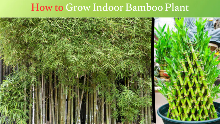 how to grow indoor bamboo plant
