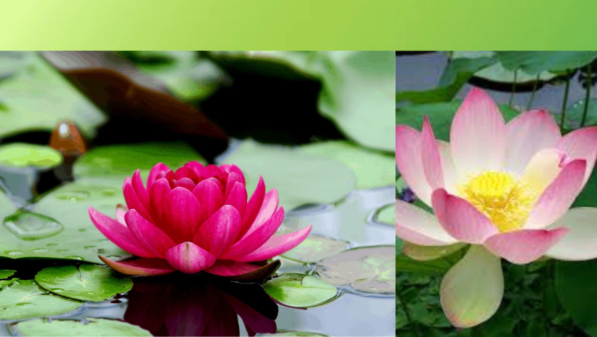 How To Grow Lotus Plants Indoors