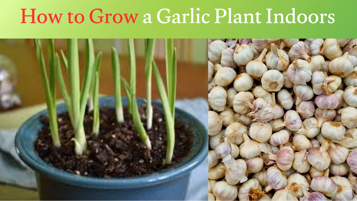 how to grow a garlic plant indoors