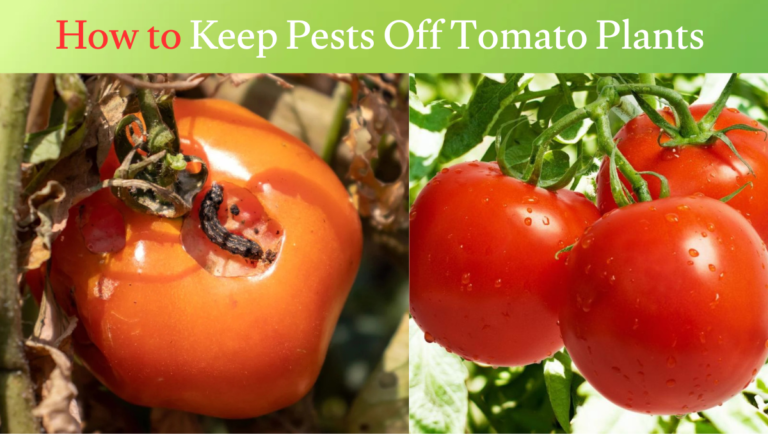 How to Keep Pests Off Tomato Plants