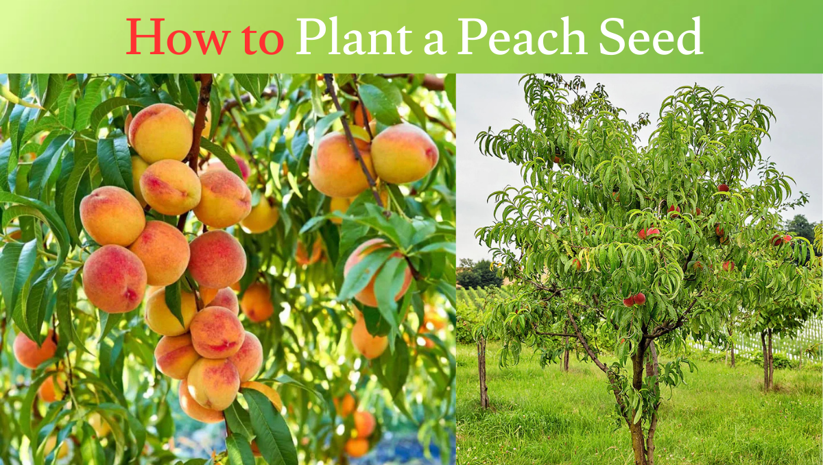 How to Plant a Peach Seed