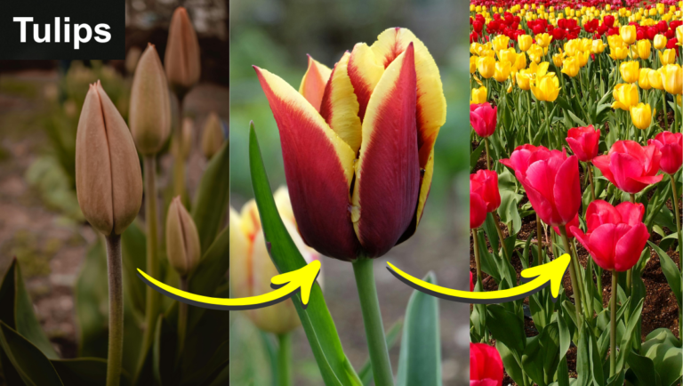 Right Way To Grow Tulips Plant At Indoor