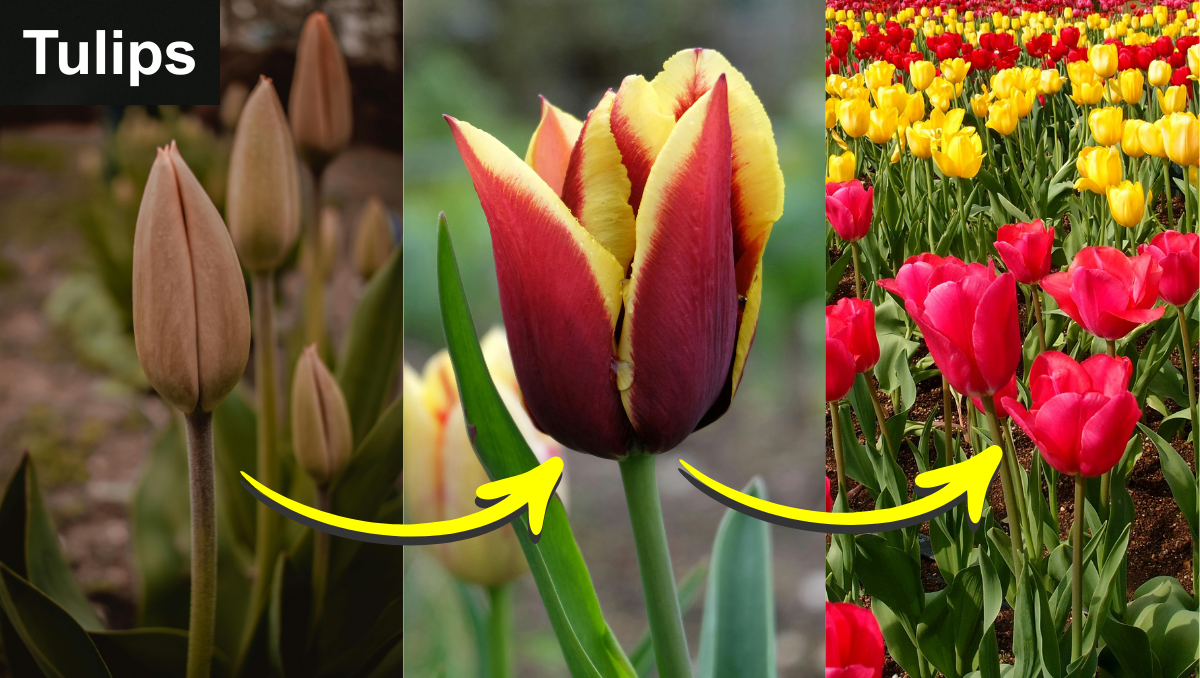 Right Way To Grow Tulips Plant At Indoor