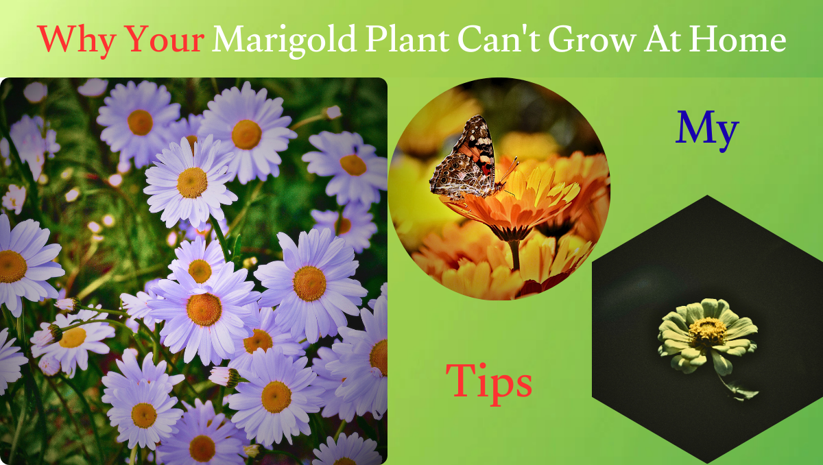 Why Marigold Plant Can't Grow At Home