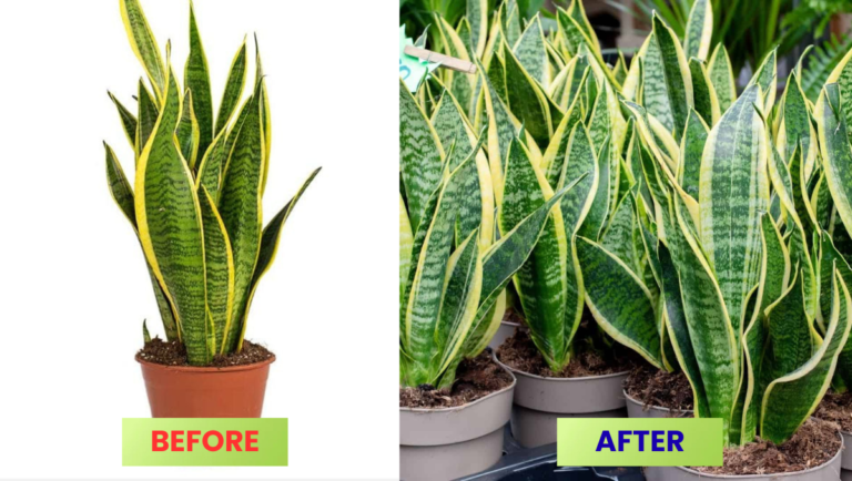 How To Grow Snake Plant At Home