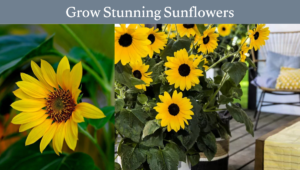 Read more about the article Grow Stunning Sunflowers: The Ultimate Easy Guide