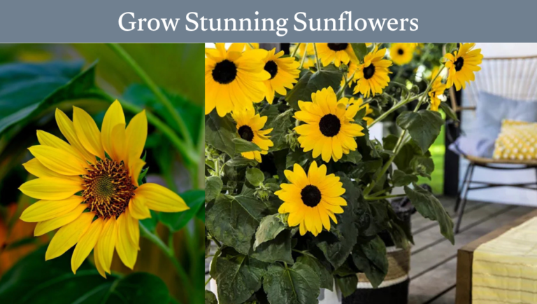Grow Stunning Sunflowers