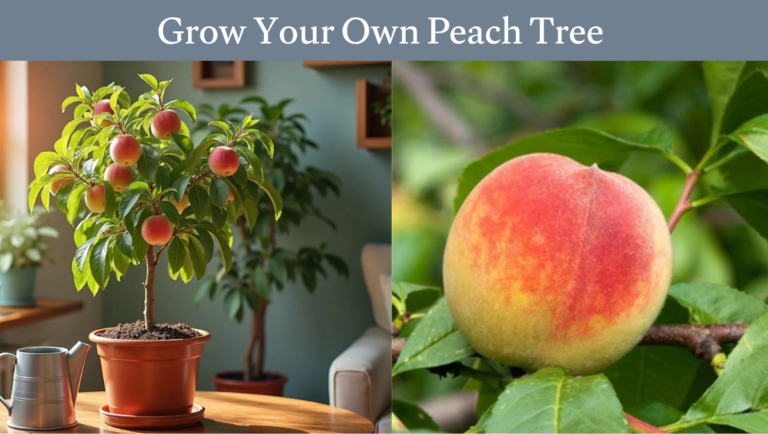 Grow Your Own Peach Tree