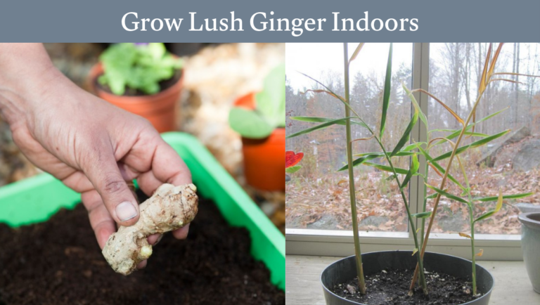 Grow Lush Ginger Indoors