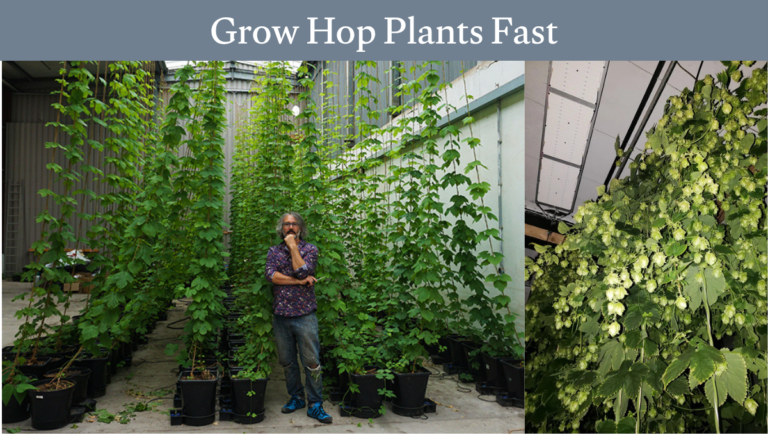 Grow Hop Plants Fast