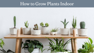Read more about the article How to Grow Plants Indoor: Ultimate Easy Guide for Healthy, Lush & Thriving Plants