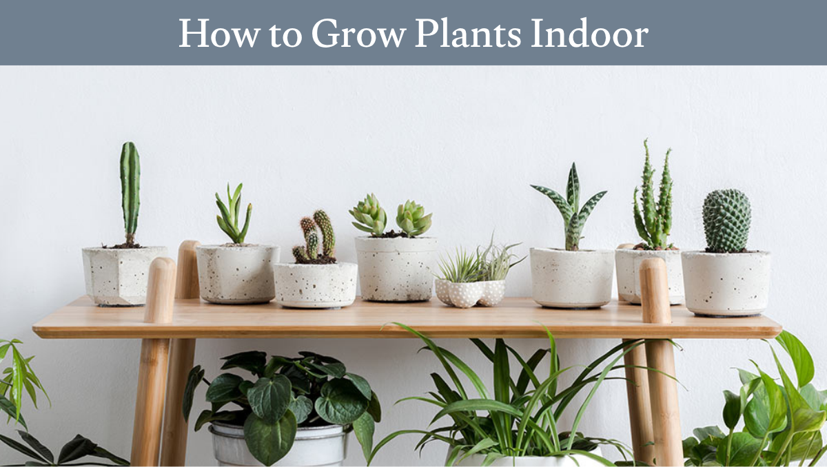 How to grow plants indoor