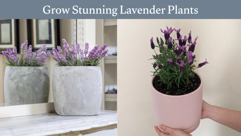 Grow Stunning Lavender Plants