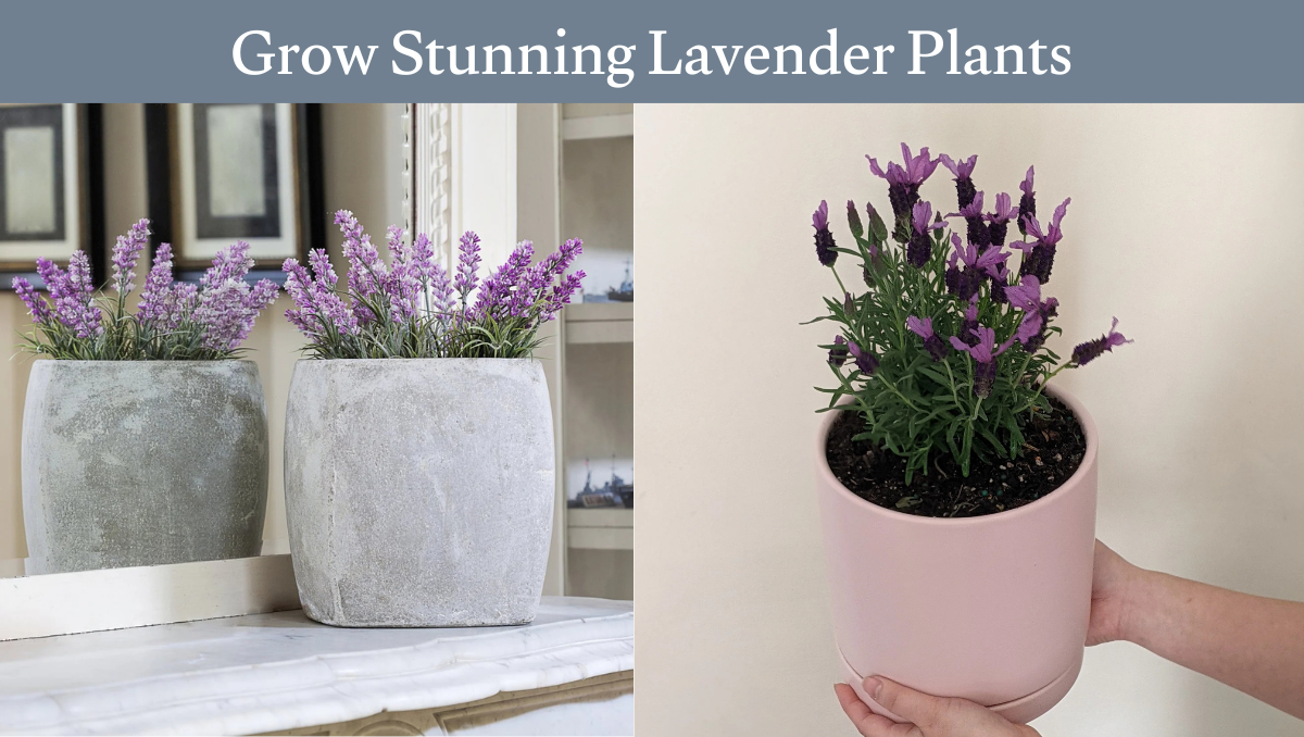 Grow Stunning Lavender Plants