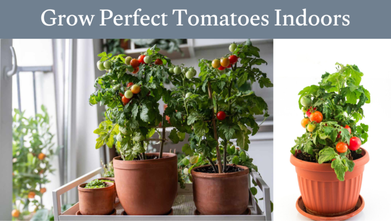 Grow Perfect Tomatoes Indoors