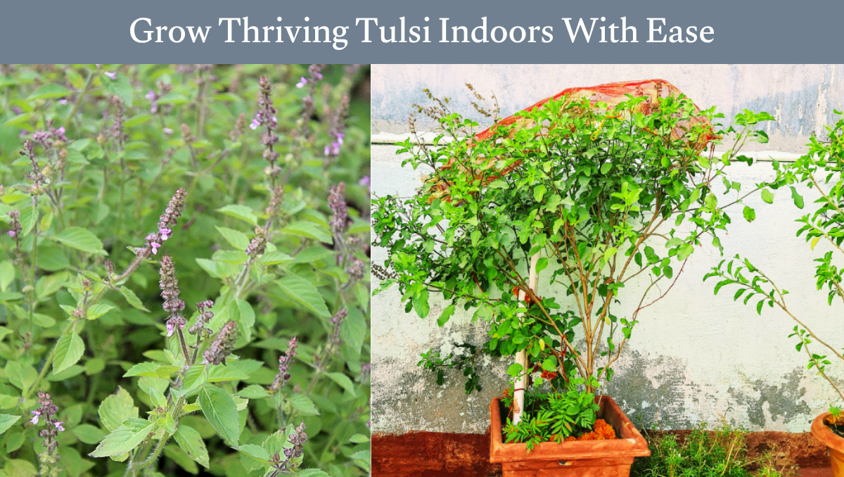 Grow Thriving Tulsi Indoors
