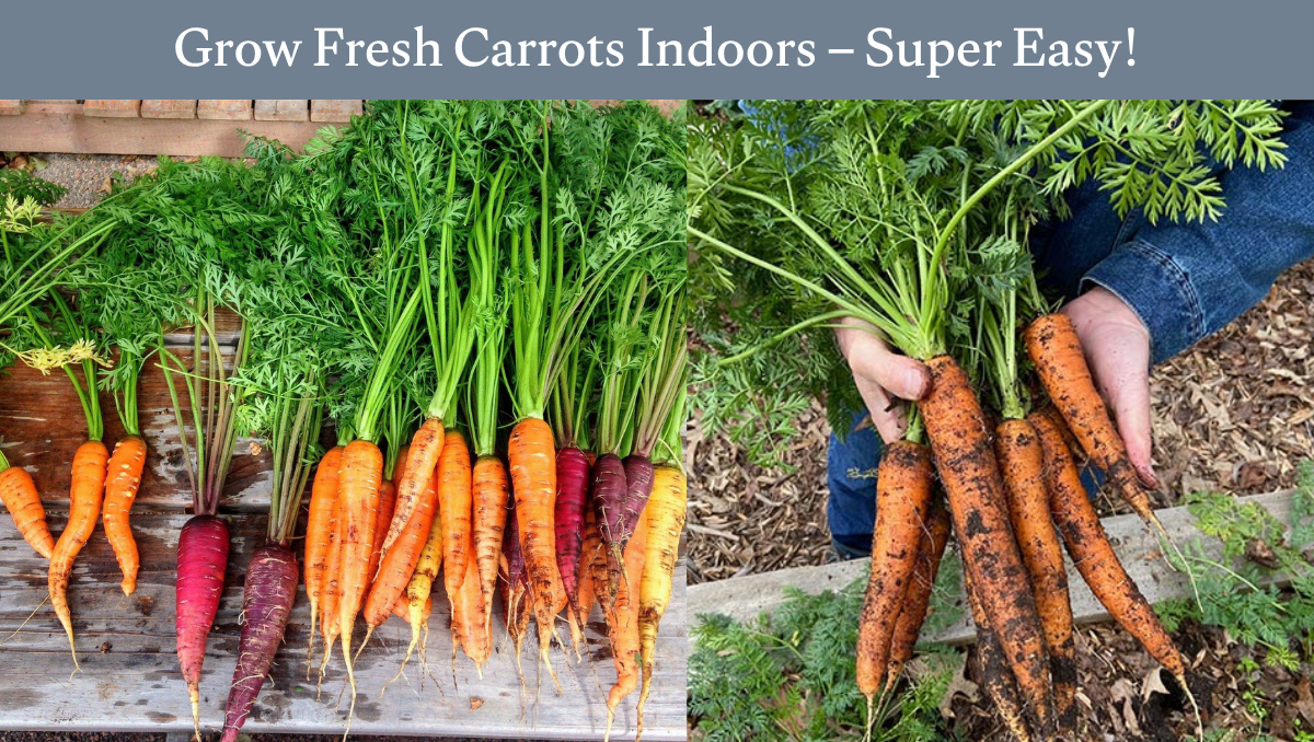Grow Fresh Carrots Indoors