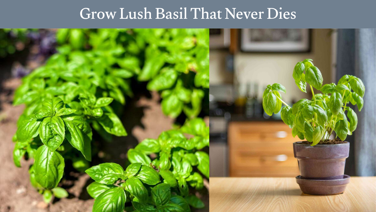 Grow Lush Basil