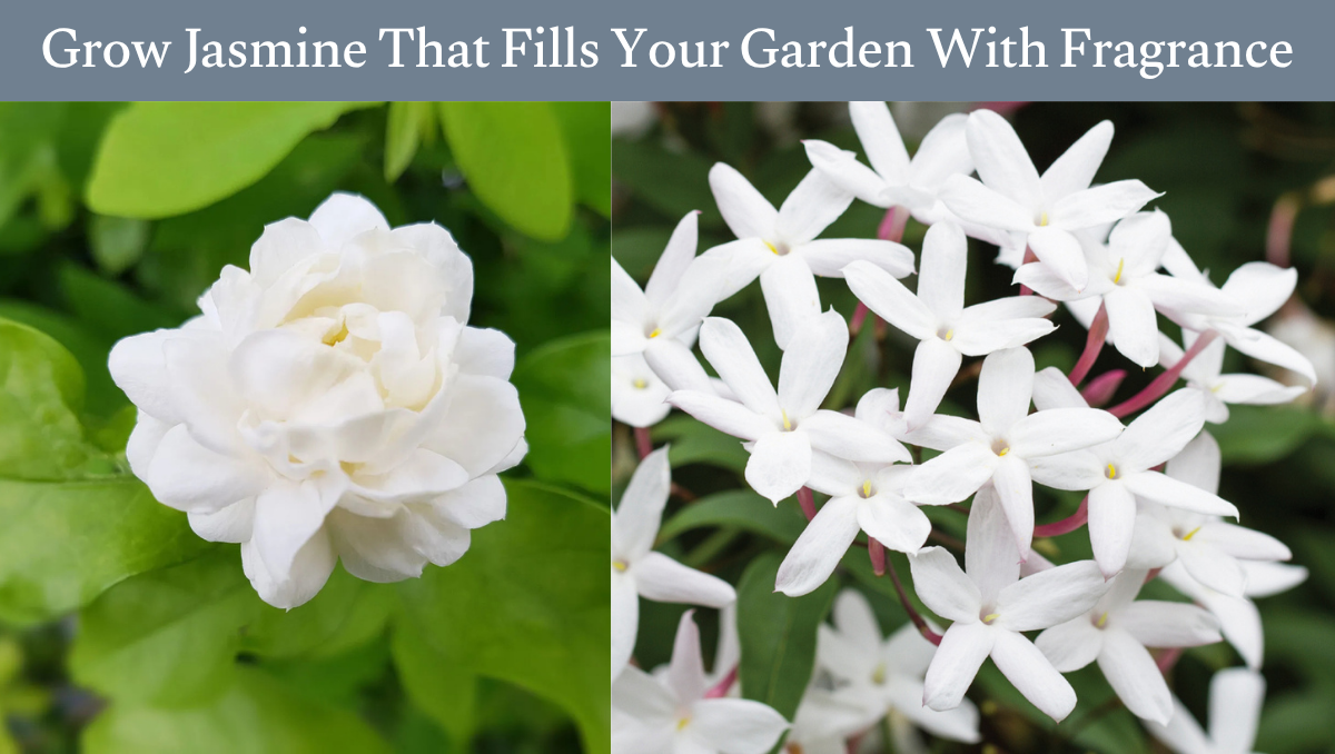 Grow Jasmine