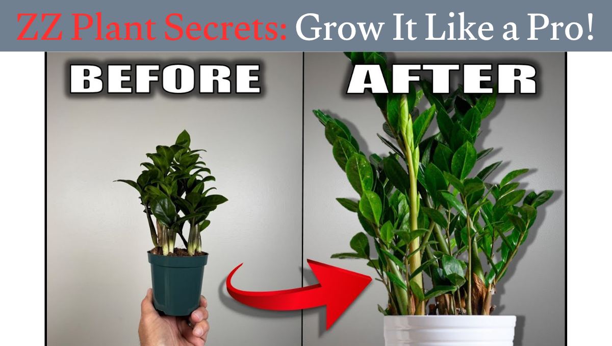 ZZ Plant Secrets