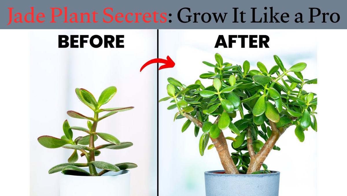 Jade Plant Secrets