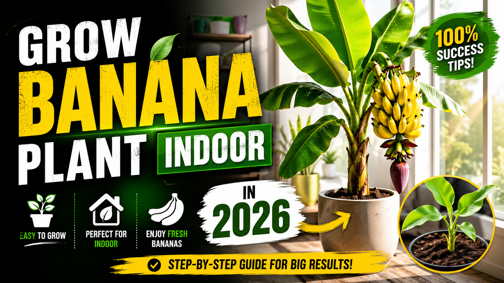 Banana Plant Indoor