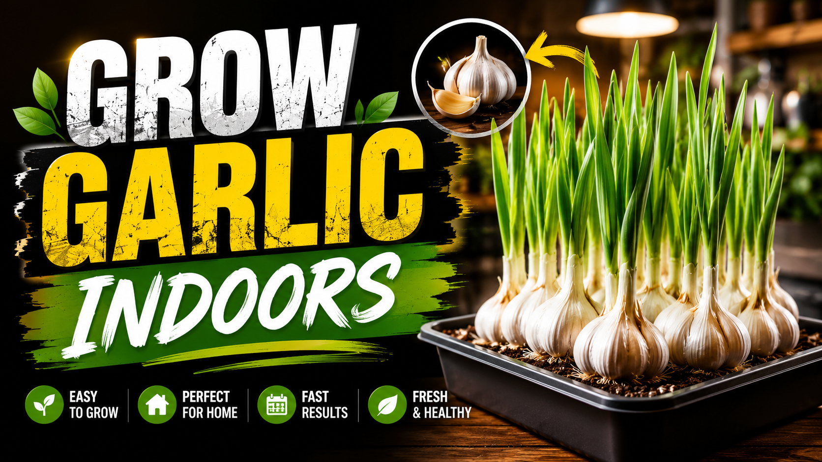 Grow Garlic Indoors