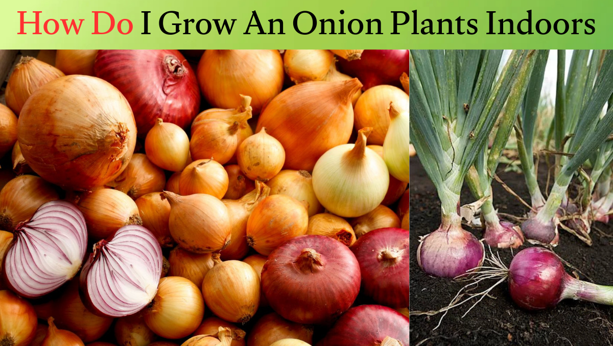 How Do I Grow An Onion Plants Indoors