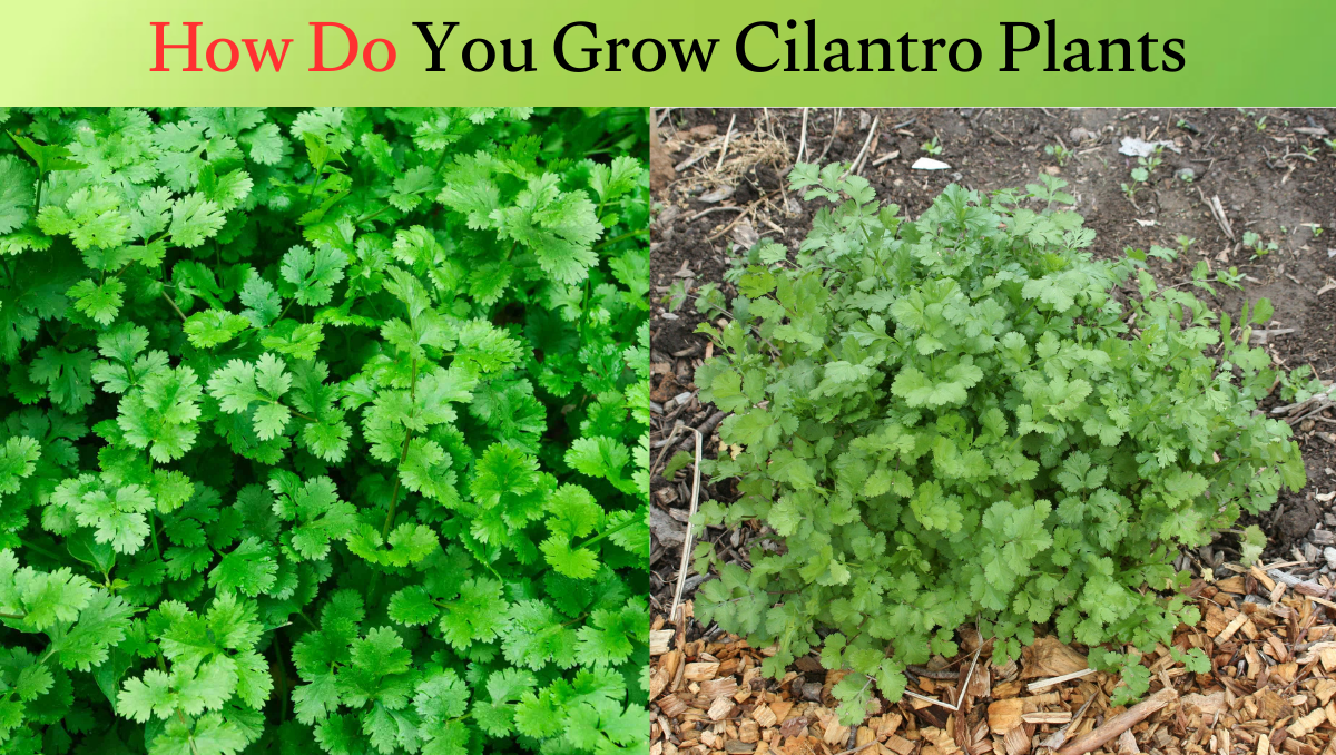 How Do You Grow Cilantro Plants