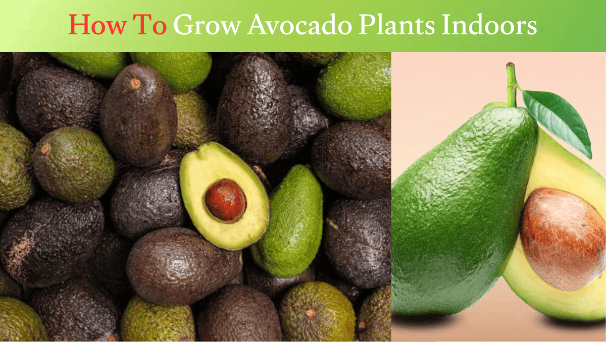 How To Grow Avocado Plants Indoors