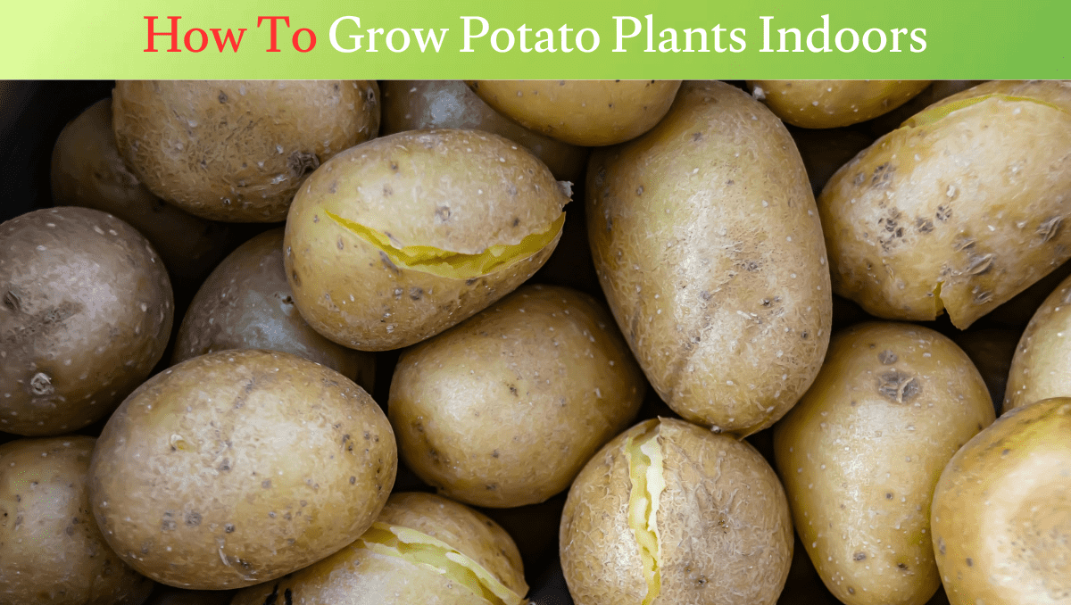 How To Grow Potato Plants Indoors
